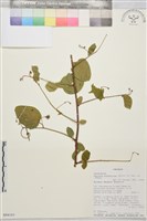 登錄號:S094161藏品圖，第1張