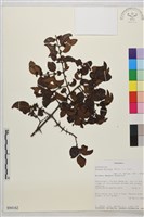 登錄號:S094162藏品圖，第1張