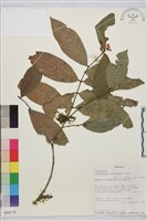 登錄號:S094170藏品圖，第1張