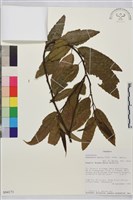 登錄號:S094171藏品圖，第1張