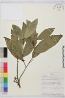 登錄號:S094172藏品圖，第1張