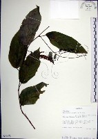 大葉山螞蝗藏品圖，第1張