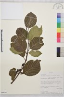 登錄號:S094184藏品圖，第1張