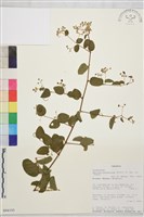 登錄號:S094193藏品圖，第1張