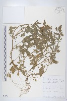 登錄號:S094204藏品圖，第1張