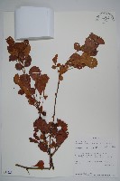 登錄號:S094223藏品圖，第1張