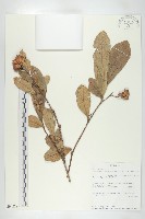登錄號:S094228藏品圖，第1張