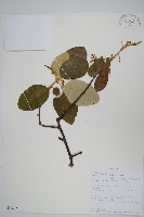 登錄號:S094237藏品圖，第1張