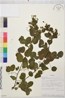 登錄號:S094264藏品圖，第1張