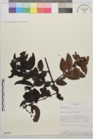 登錄號:S094265藏品圖，第1張