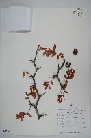 登錄號:S094270藏品圖，第1張