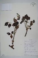 登錄號:S094272藏品圖，第1張