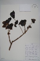 登錄號:S094275藏品圖，第1張