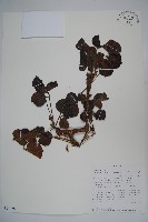 登錄號:S094276藏品圖，第1張