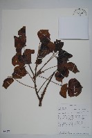 登錄號:S094277藏品圖，第1張