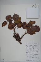 登錄號:S094278藏品圖，第1張