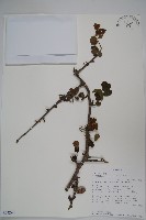 登錄號:S094280藏品圖，第1張