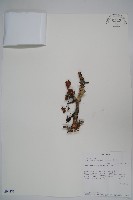 登錄號:S094281藏品圖，第1張