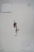 登錄號:S094282藏品圖，第1張