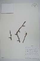 登錄號:S094283藏品圖，第1張