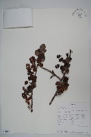 登錄號:S094286藏品圖，第1張
