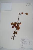 登錄號:S094289藏品圖，第1張