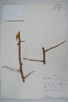 登錄號:S094290藏品圖，第1張