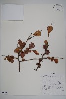 登錄號:S094291藏品圖，第1張