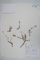 登錄號:S094293藏品圖，第1張