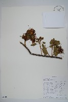 登錄號:S094297藏品圖，第1張