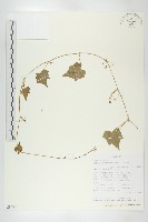 登錄號:S094300藏品圖，第1張