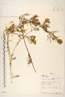 印加孔雀草藏品圖，第1張