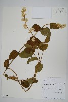 登錄號:S094313藏品圖，第1張
