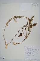 土牛膝藏品圖，第1張
