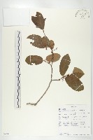 登錄號:S094323藏品圖，第3張