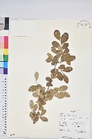 登錄號:S094324藏品圖，第1張