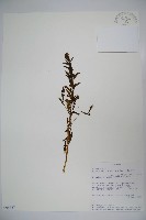 登錄號:S094327藏品圖，第1張