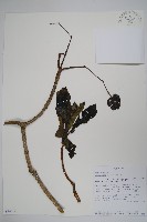 非洲奎寧樹藏品圖，第1張