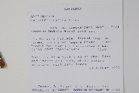 非洲奎寧樹藏品圖，第2張