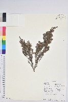 登錄號:S094339藏品圖，第1張