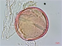 登錄號:S094348藏品圖，第1張