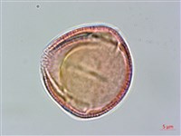 登錄號:S094348藏品圖，第2張