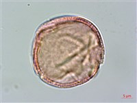 登錄號:S094348藏品圖，第3張