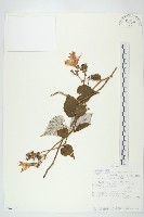 登錄號:S094357藏品圖，第1張