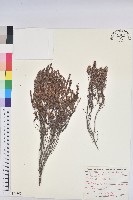 登錄號:S094360藏品圖，第1張