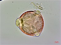 登錄號:S094363藏品圖，第1張