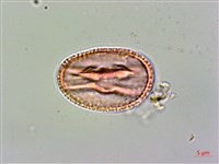 登錄號:S094363藏品圖，第2張