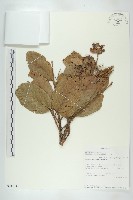 登錄號:S094364藏品圖，第1張