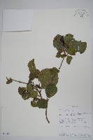 登錄號:S094368藏品圖，第1張