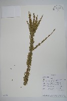 登錄號:S094382藏品圖，第1張